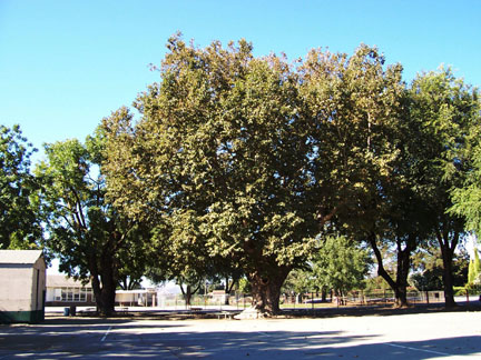 [ Ancient tree at Rancho San Ysidro. ]
